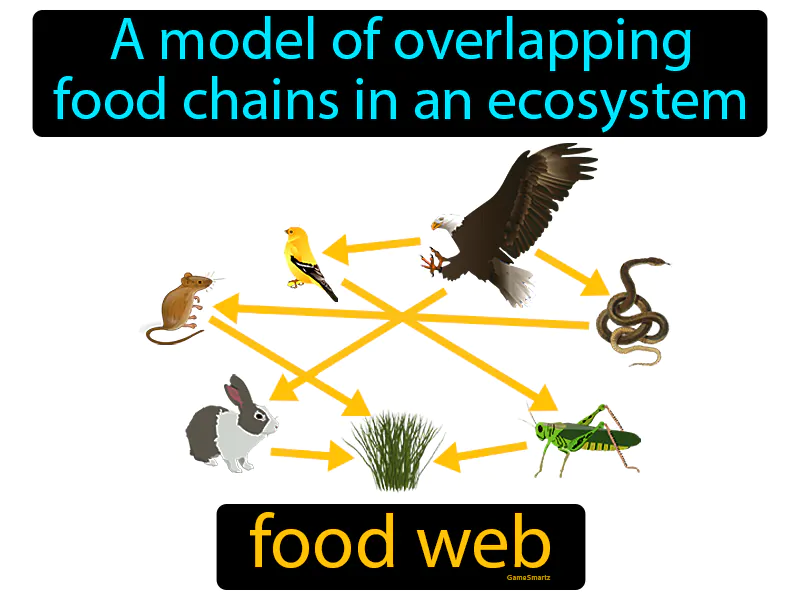 Food Web Definition Food Web Definition