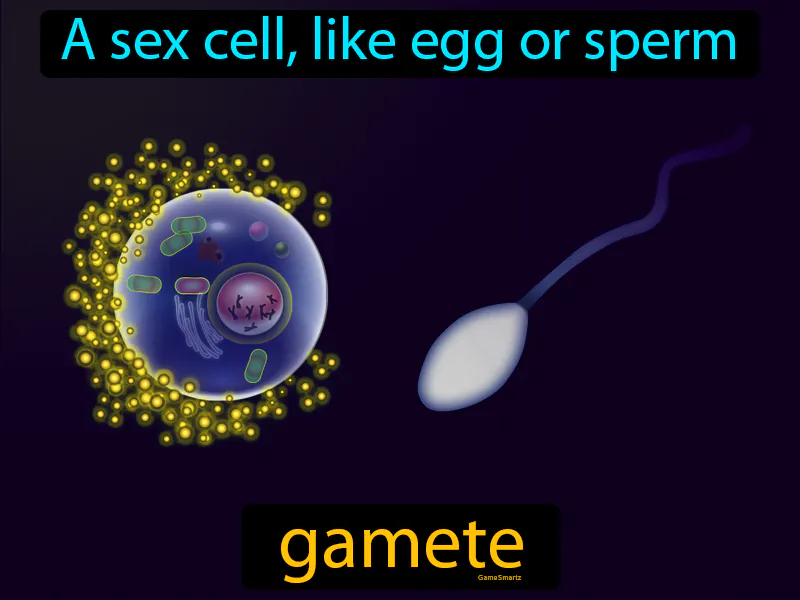 Gamete Definition Gamete Definition