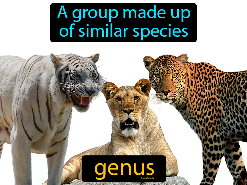 Genus Definition Genus Definition