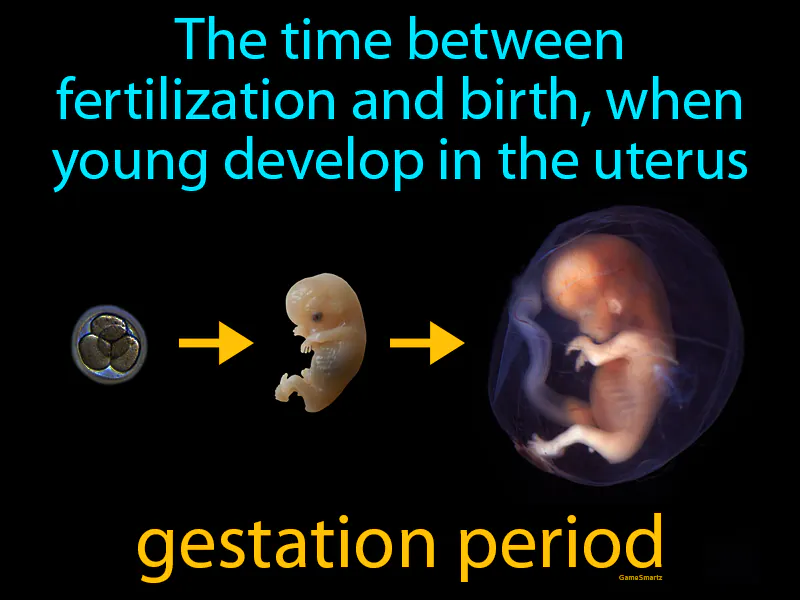 Gestation Period Definition Gestation Period Definition