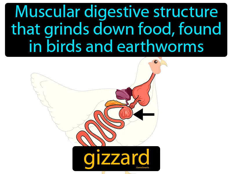 Gizzard Definition