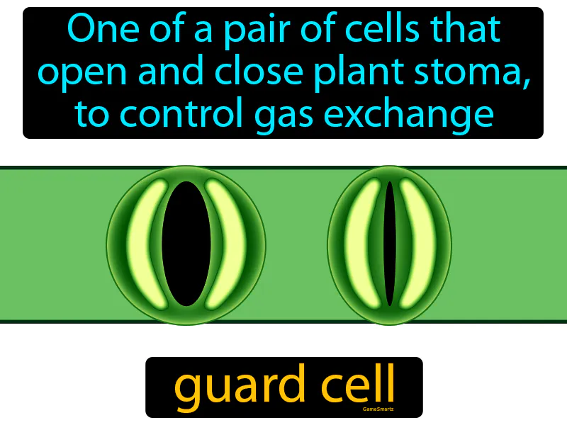 Guard Cell Definition Guard Cell Definition