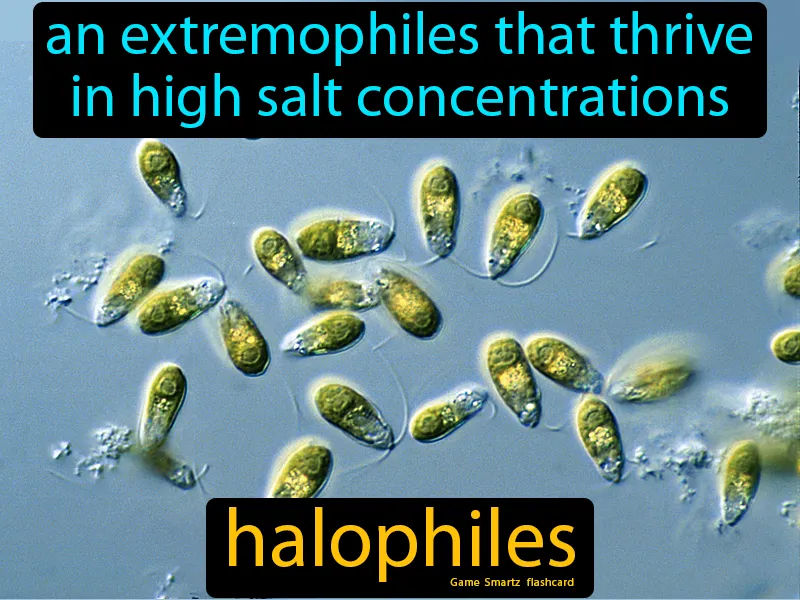 Halophiles Definition