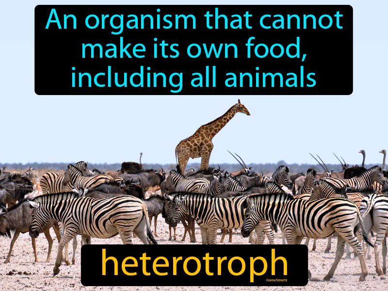 Heterotroph Definition Heterotroph Definition