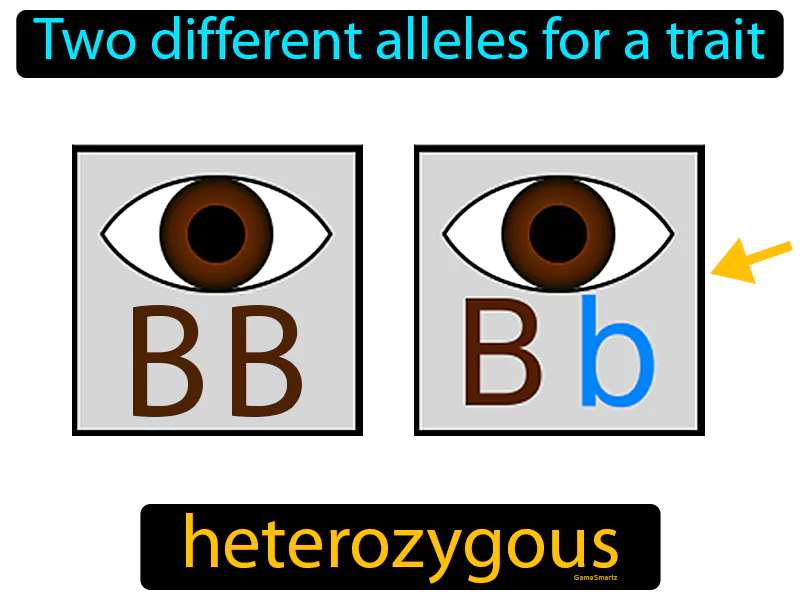 Heterozygous Definition Heterozygous Definition