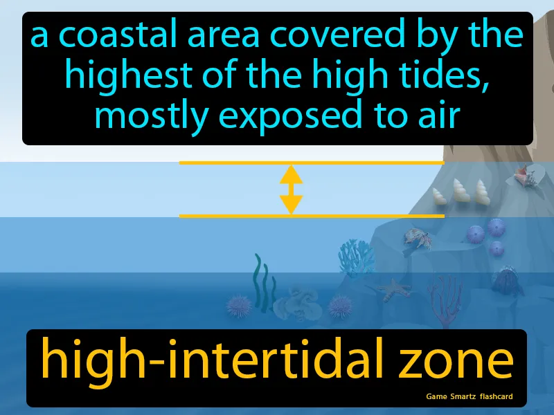 High-intertidal Zone Definition High-intertidal Zone Definition