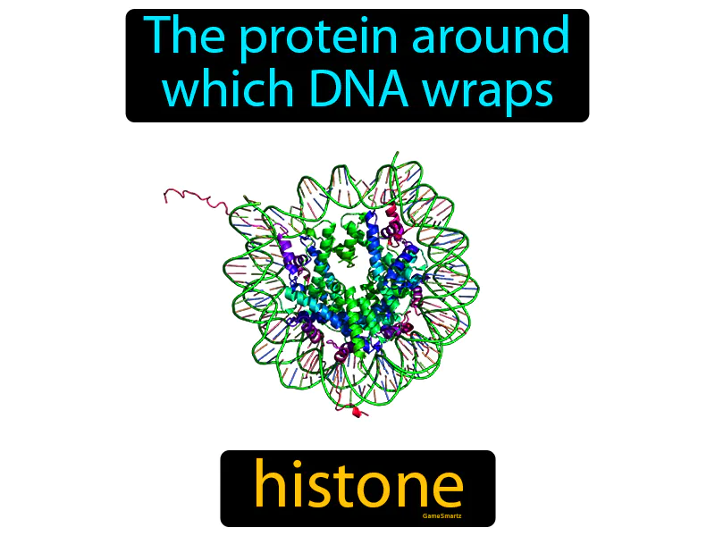 Histone Definition Histone Definition