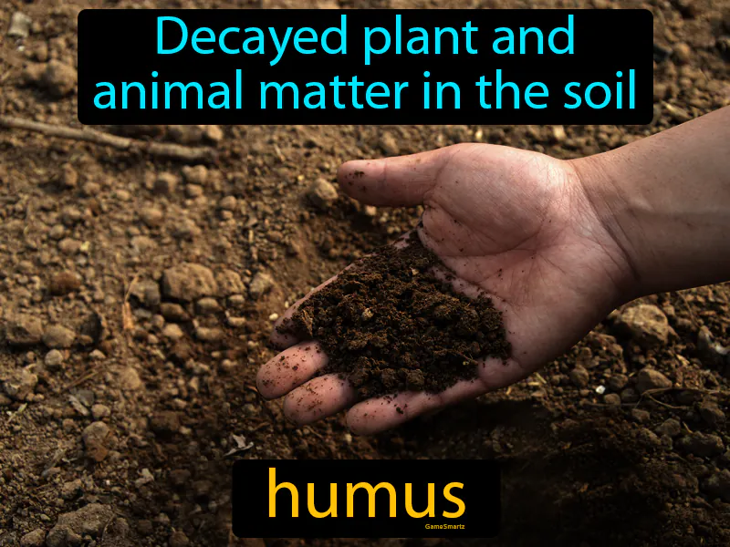 Humus Definition Humus Definition