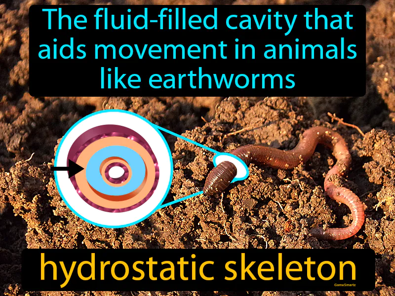 Hydrostatic Skeleton Definition
