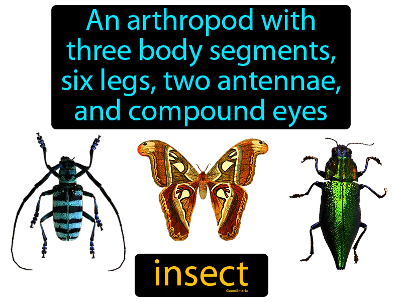 Insect Definition