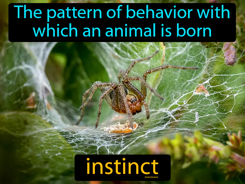 Instinct Definition Instinct Definition