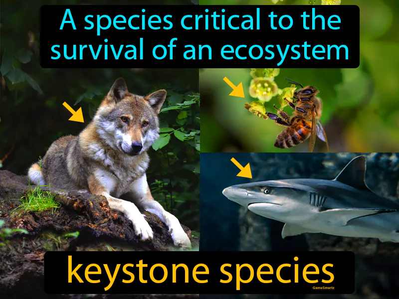 Keystone Species Definition Keystone Species Definition