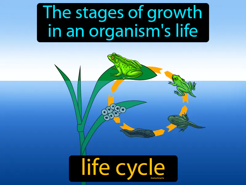 Life Cycle Definition Life Cycle Definition