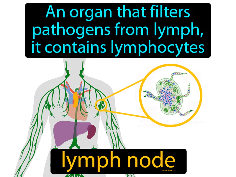 Lymph Node Definition Lymph Node Definition