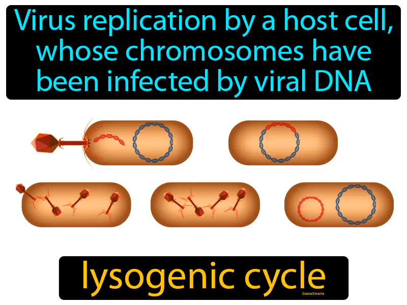 Lysogenic Cycle Definition Lysogenic Cycle Definition