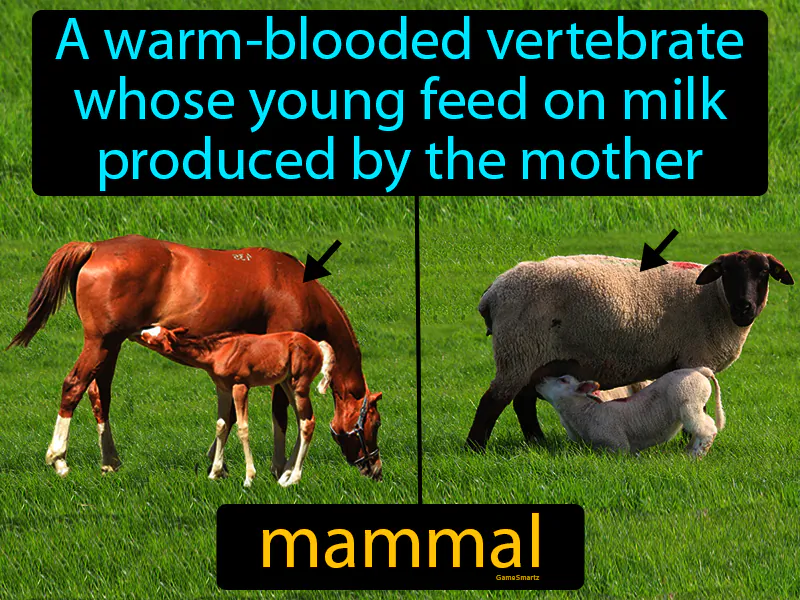 Mammal Definition Mammal Definition