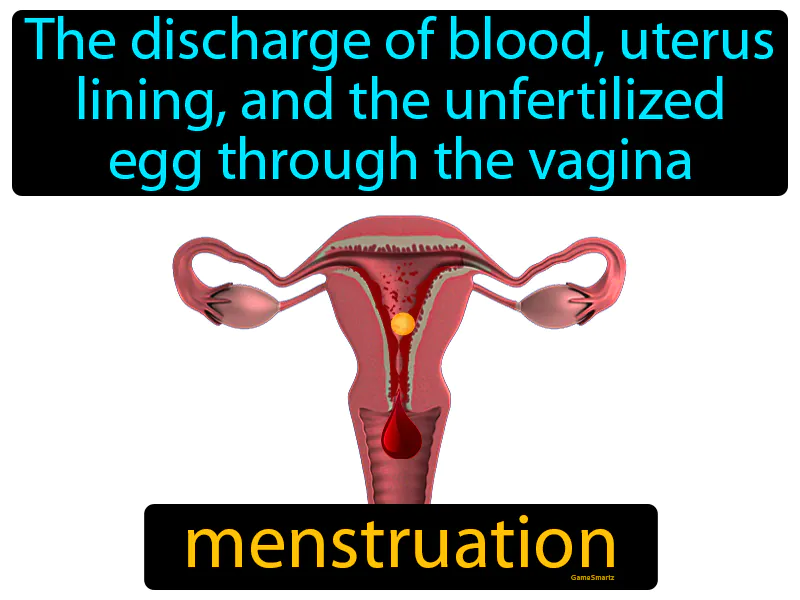Menstruation Definition