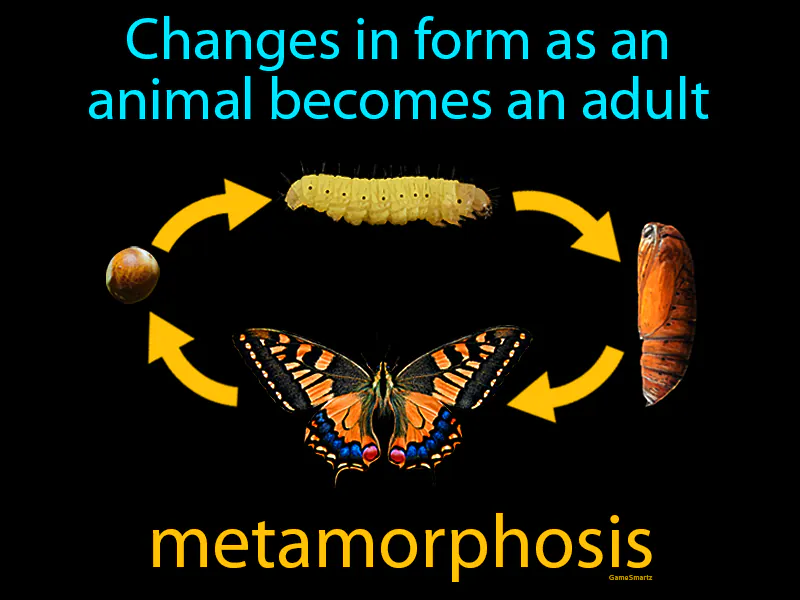Metamorphosis Definition Metamorphosis Definition