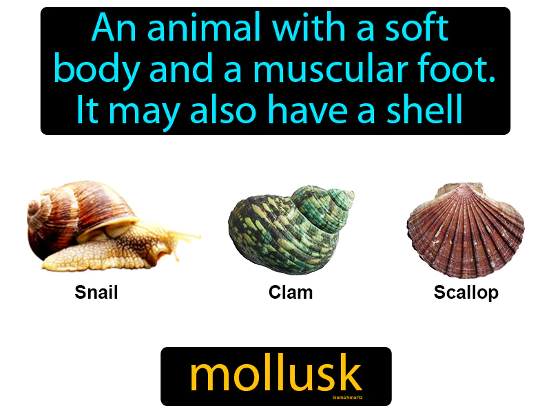 Mollusk Definition Mollusk Definition