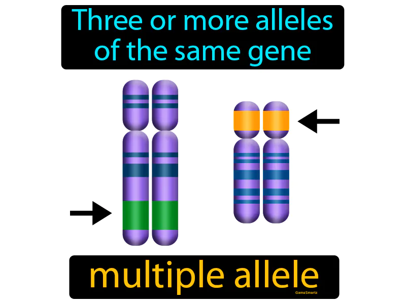 Multiple Allele Definition Multiple Allele Definition