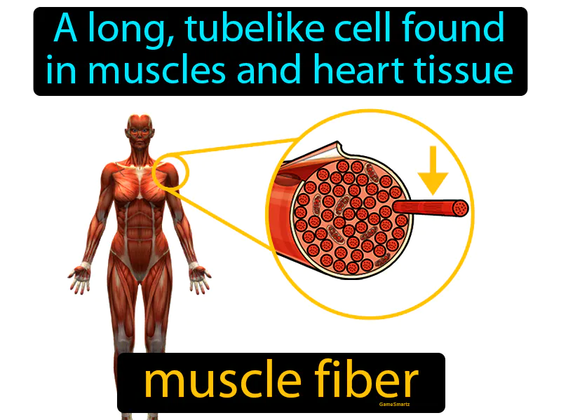 Muscle Fiber Definition Muscle Fiber Definition
