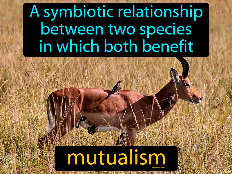 Mutualism Definition Mutualism Definition