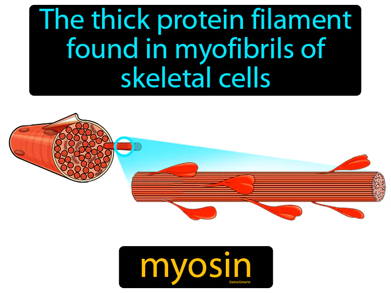Myosin Definition Myosin Definition