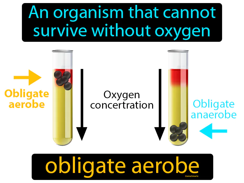Obligate Aerobe Definition Obligate Aerobe Definition