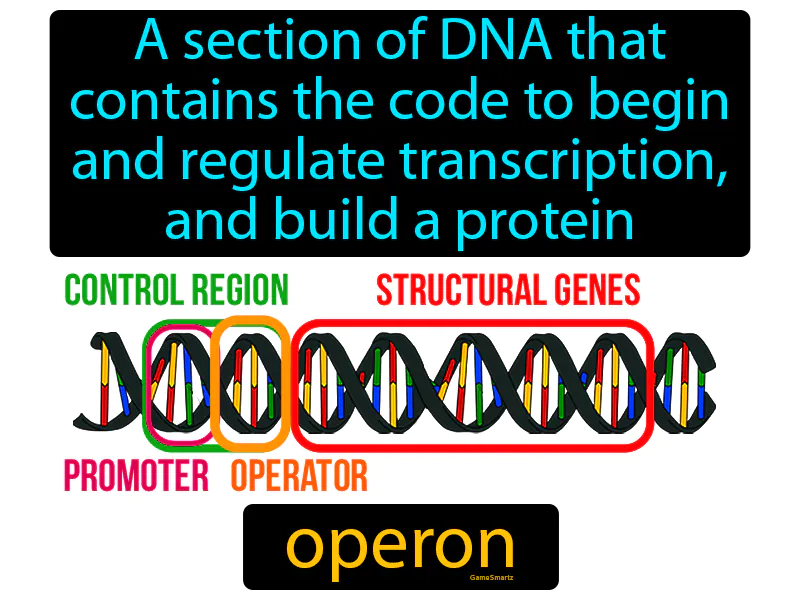 Operon Definition Operon Definition