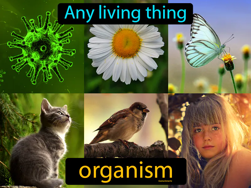 Organism Definition Organism Definition