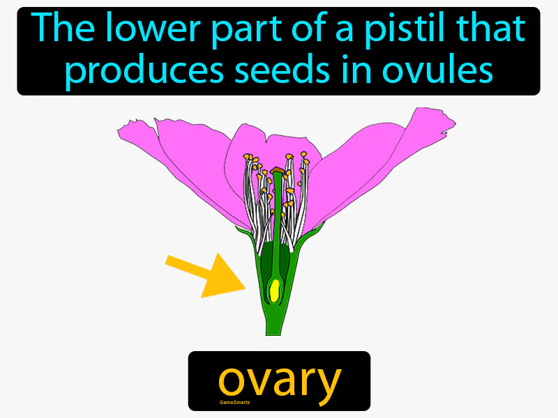 Ovary Flower Definition Ovary Flower Definition