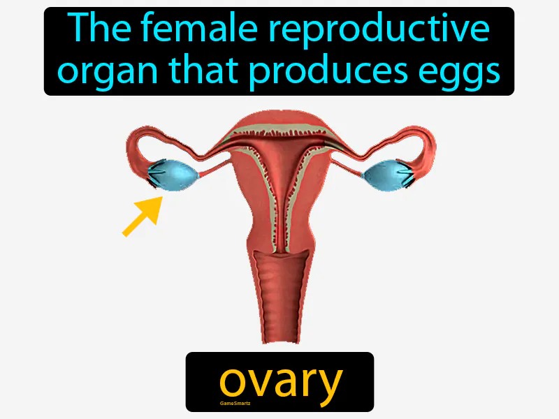 Ovary Definition