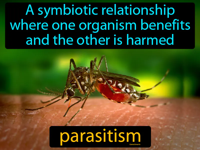 Parasitism Definition Parasitism Definition