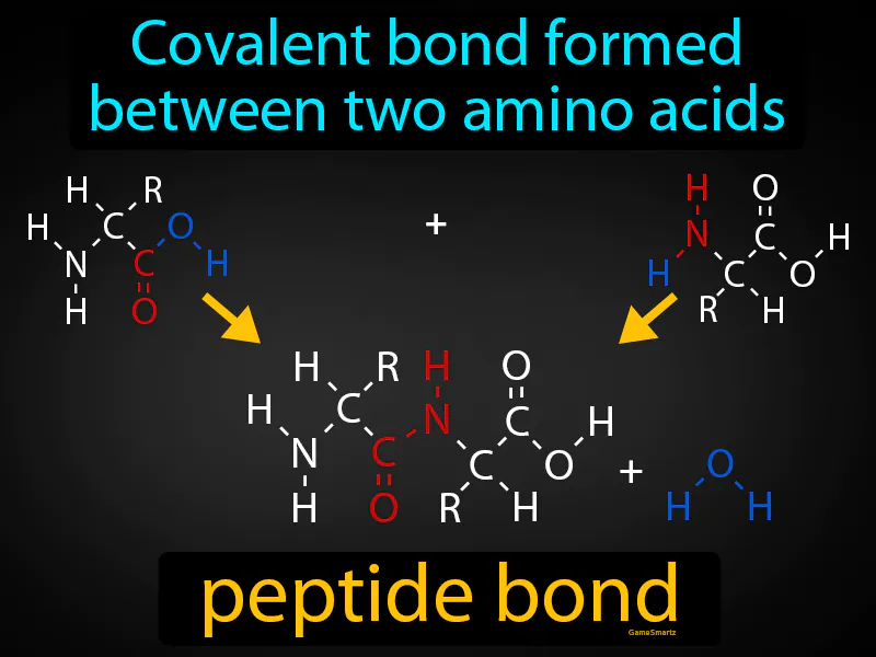 Peptide Bond Definition Peptide Bond Definition