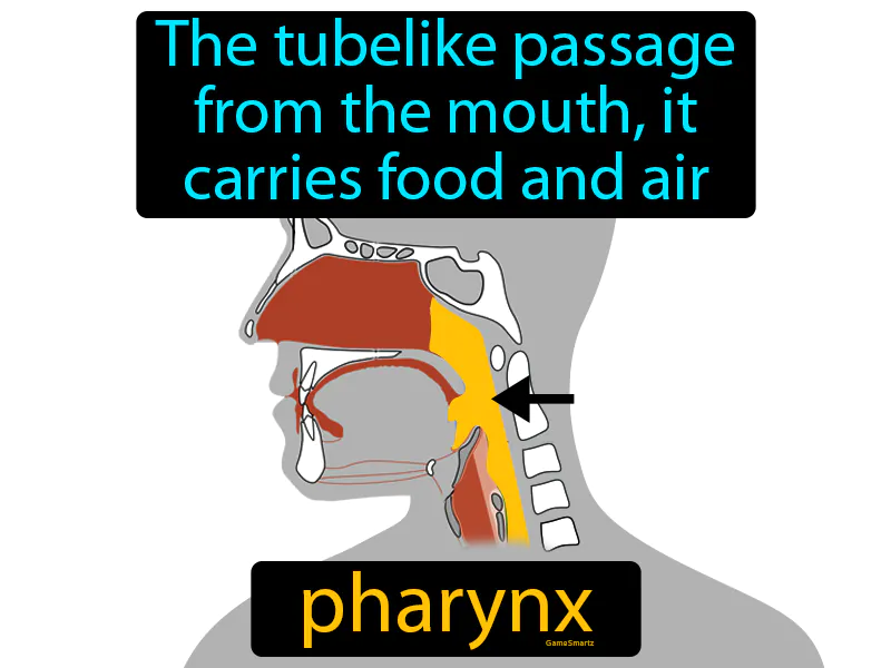 Pharynx Definition Pharynx Definition