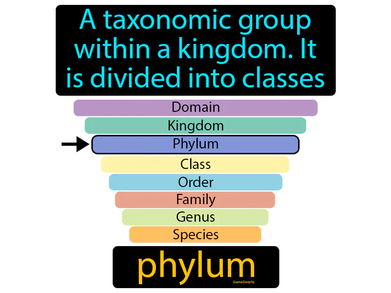Phylum Definition Phylum Definition