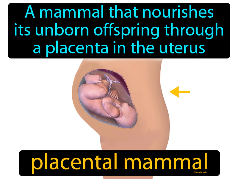 Placental Mammal Definition Placental Mammal Definition