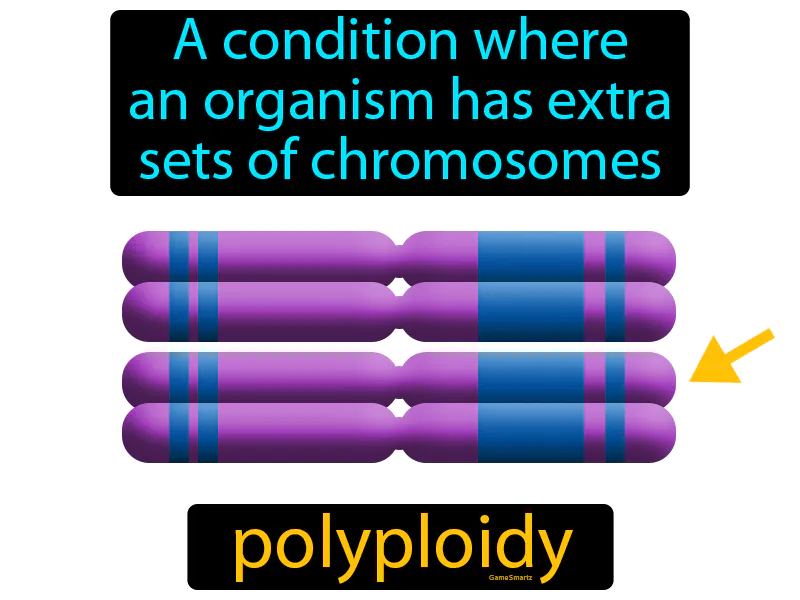 Polyploidy Definition Polyploidy Definition