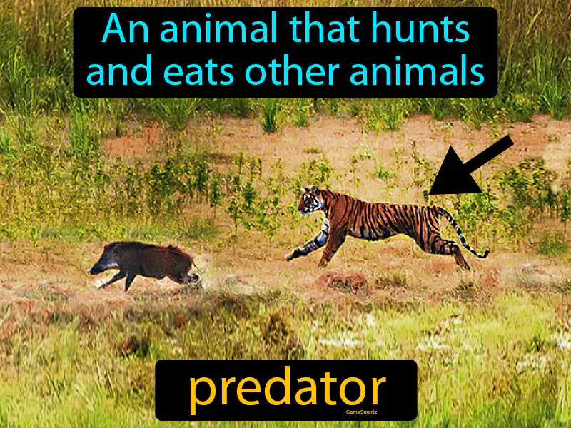 Predator Definition Predator Definition
