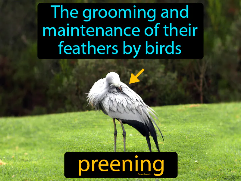 Preening Definition