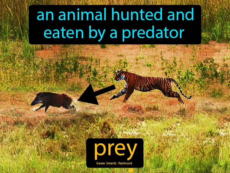 Prey Definition Prey Definition