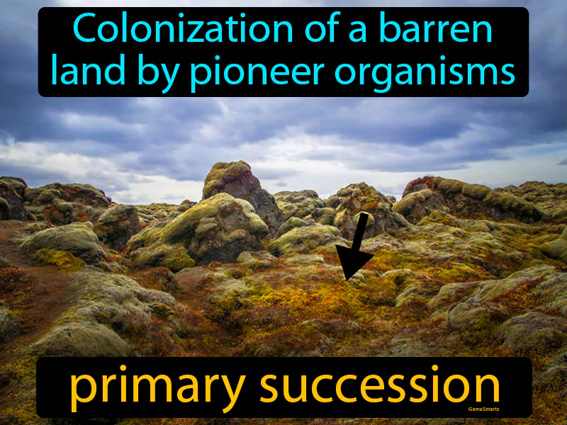 Primary Succession Definition