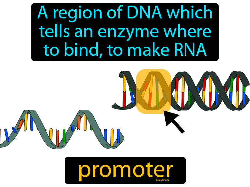 Promoter Definition Promoter Definition