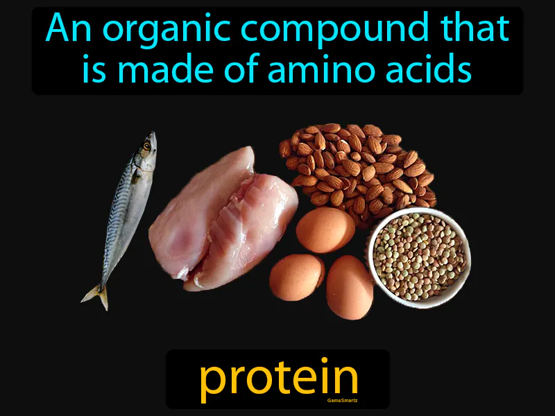 Protein Definition Protein Definition