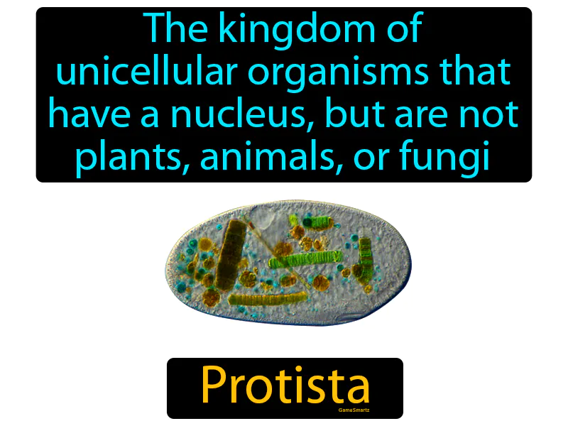 Protista Definition Protista Definition