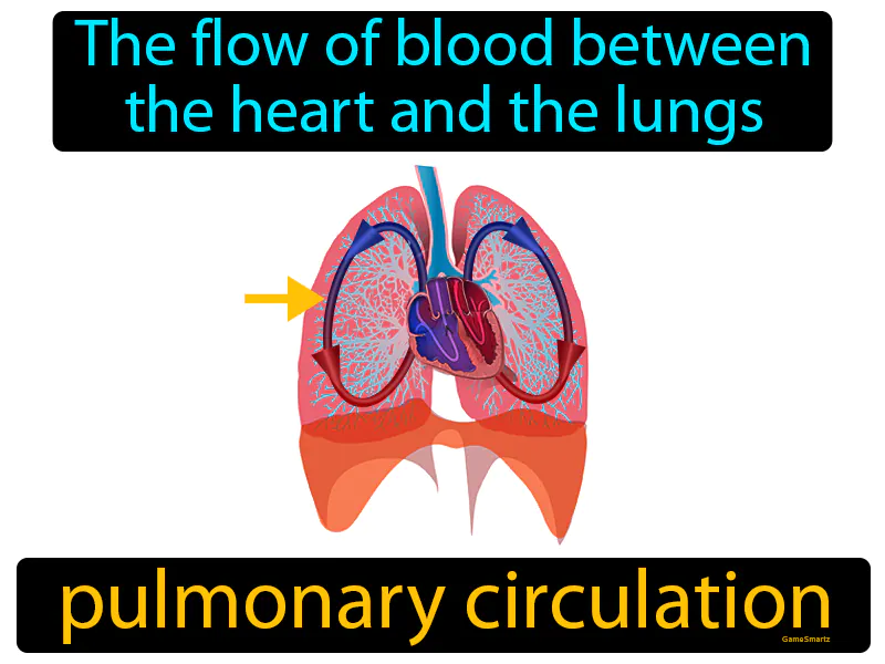 Pulmonary Circulation Definition Pulmonary Circulation Definition