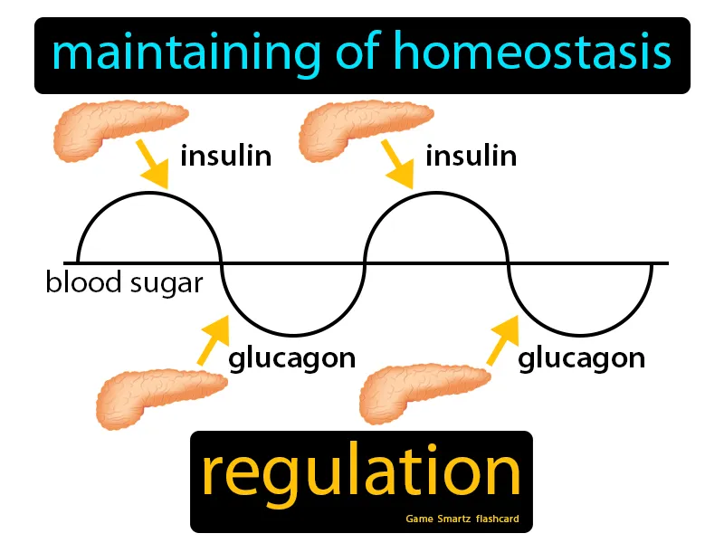 Regulation Definition