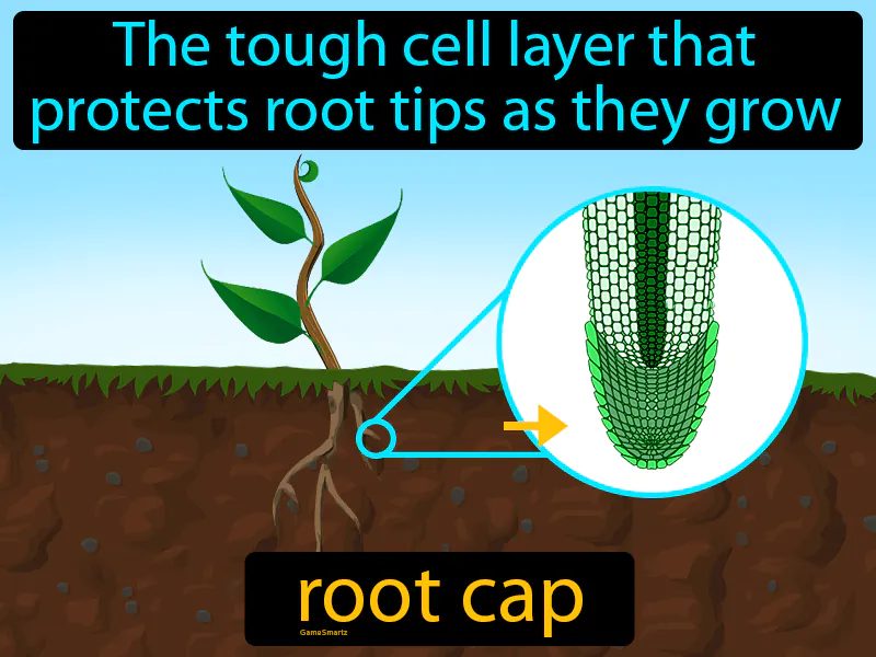 Root Cap Definition Root Cap Definition