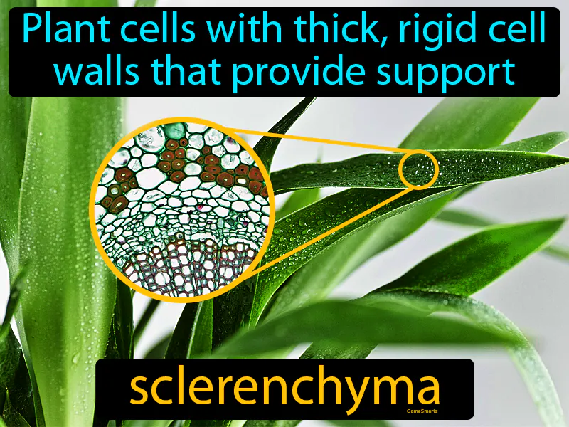 Sclerenchyma Definition Sclerenchyma Definition