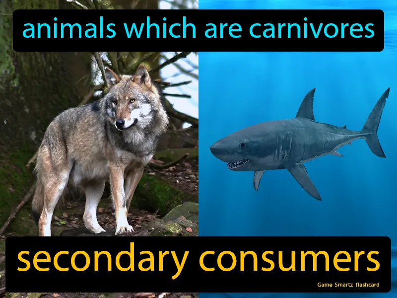 Secondary Consumers Definition Secondary Consumers Definition